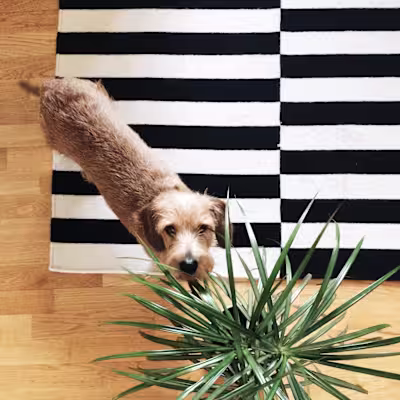 How to Find Pretty Houseplants that are Safe for Pets | My Beau…