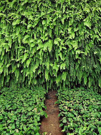 Blog Post on Biophilia: How to Bring More Green Into Your Life