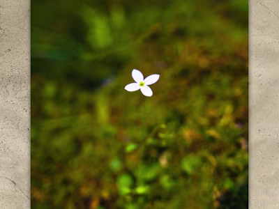 Solitude — Blot and Blood