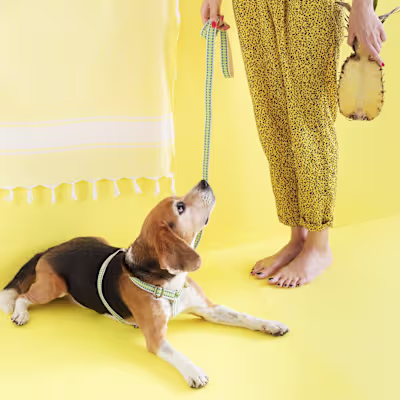 The Bark Co.