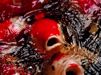 Koi Fish - Photo Album