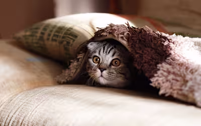 What Are Some of the Common Diseases in Cats