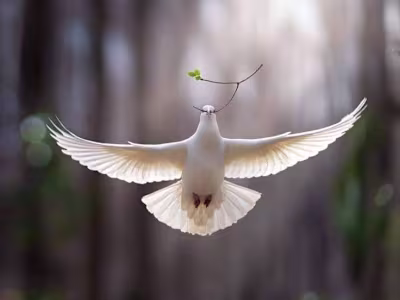 Promoting Peace in a Turbulent World