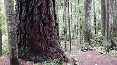 Case Study: GreenKPI