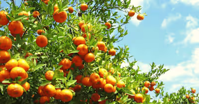 The Many Secrets and Benefits of Vitamin C 