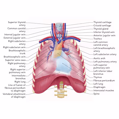 Medical Illustrations