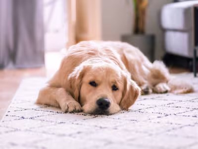 How Often Should You Mop Your Floors With Pets?