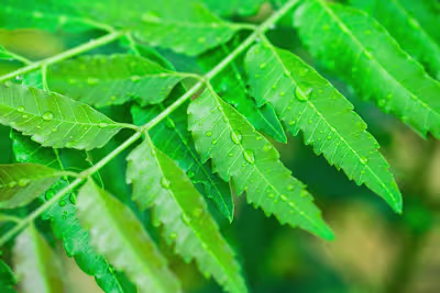 Powerful Benefits Of Neem In Ayurveda