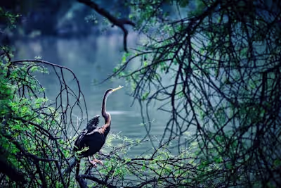 Bharatpur bird Sanctuary presentation slides.