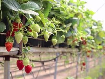 
Project Title: Sweet Success: Enhancing Strawberry Cultivation 