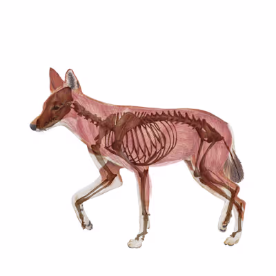 Ethiopian Wolf