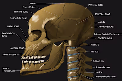 Creating Anatomy Illustrations & Images