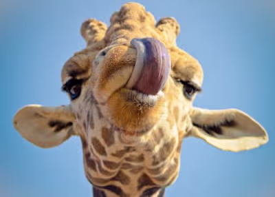 10 Italian Tongue Twisters to Perfect Your Pronunciation and Sp…