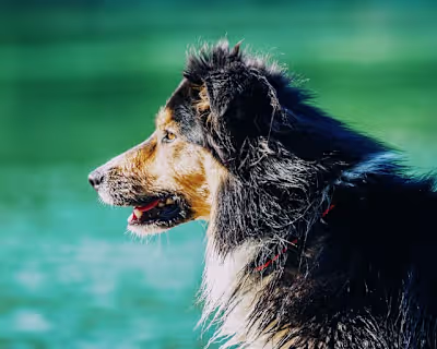 Your Guide To The German Shepherd Border Collie - CollieCare