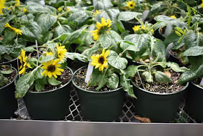 Photograph of Flowers