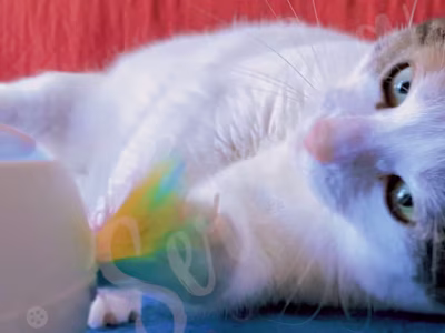 UGC Pet Toy Video with Voice Over - "The Ambush"