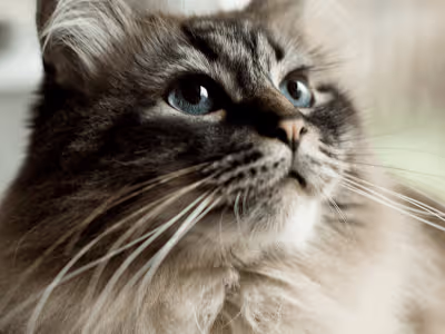 Blog: Why Do Cats Have Whiskers? 