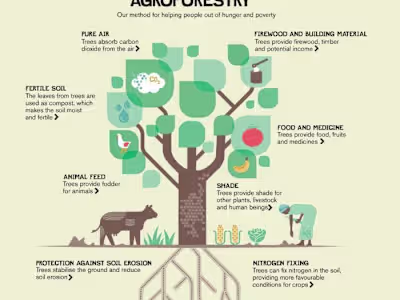 Agroforestry for Paper industry in India