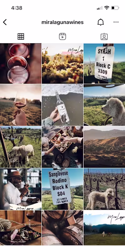 Photography & Branding for Mira Laguna Wines