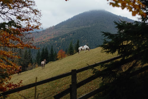 Should I Feed My Horse Vitamin E This Winter?