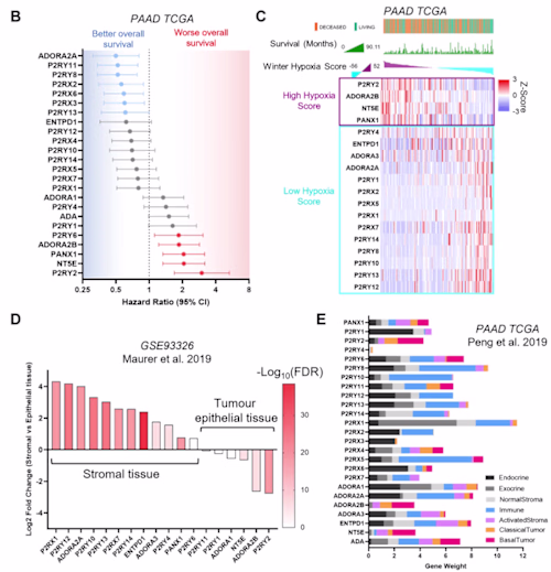 Data Mining of Public Datasets for Cancer Research