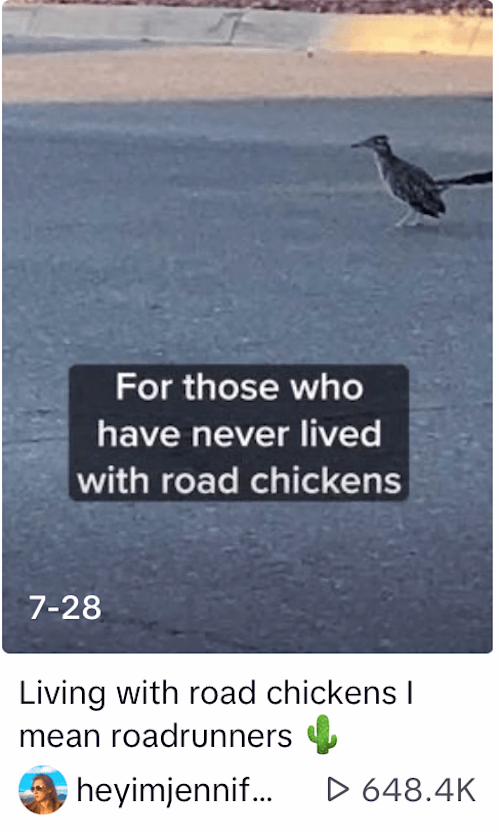 Bug & Bird Drama Tok