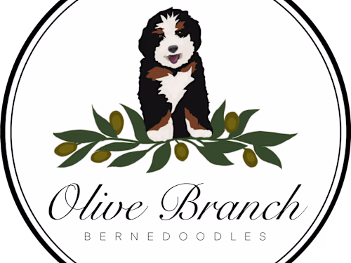 Olive Branch Bernedoodles: website copy + email marketing