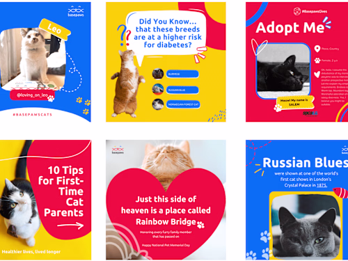 IG Feed for a cat product