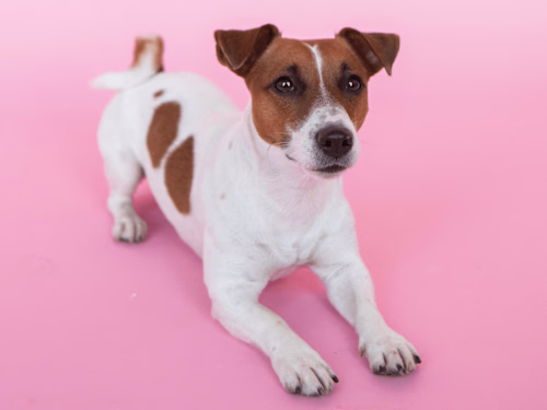 Online Product Descriptions for Natural Pet Supplements