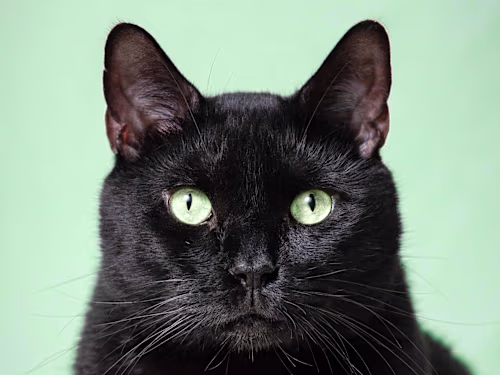 The Noodle Gallery - Photography and Retouching