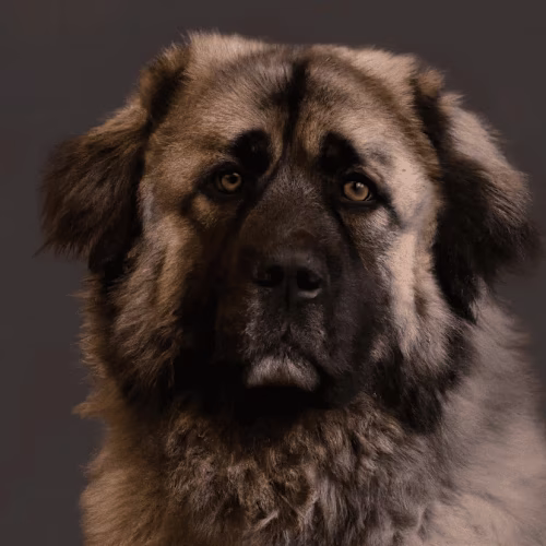 Dog Sculpt