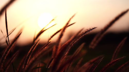 🖼️Be inspired by nature! (Music Video)