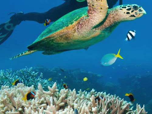 Why Do People Visit The Great Barrier Reef?