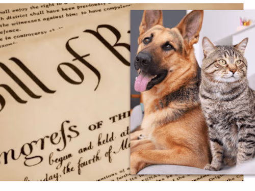 Animal Personhood: The Legal Case