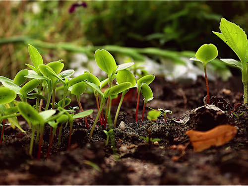 How Plants Absorb Nutrients - Global Garden