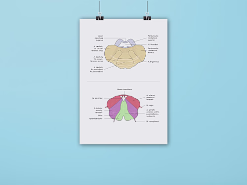 Infographics