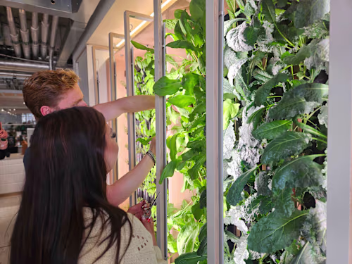 Project Management of Experiential Office Systems: Hydroponics!