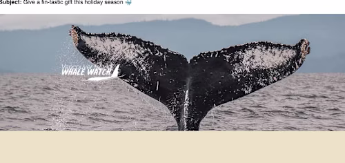 Sailing Into Success: Email Marketing for  Whale Watching 