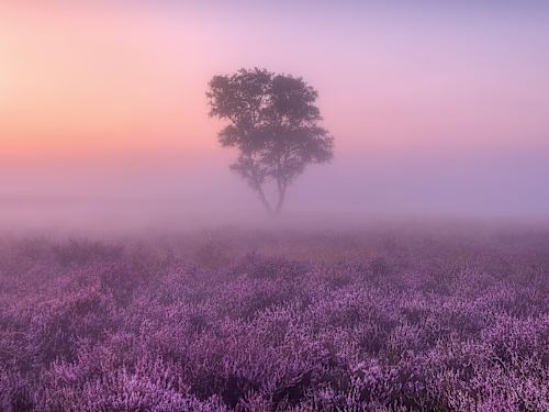 A particularly surreal and mysterious short story