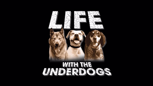 RESCUING DOGS...IT WILL RIP YOUR HEART OUT. - YouTube