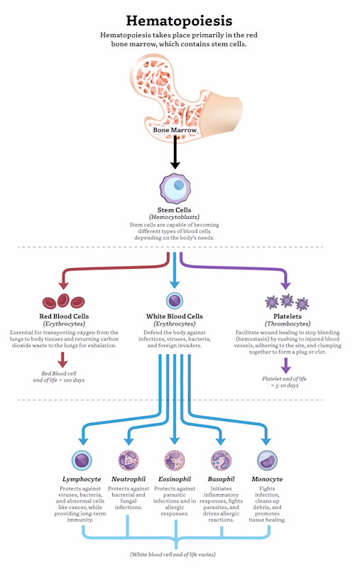 Infographic of the Hematopoeisis process.