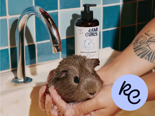 Guinea Pigs’ Beauty product