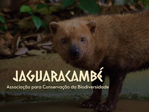 PROJECT WEBSITE: NEW DESIGN - ONG JAGUARACAMBÉ