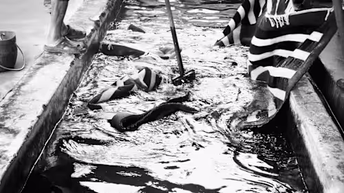 Matteo Pala - Rug designer