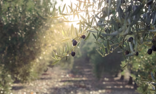 Blog Post for Agricultural Financing Client