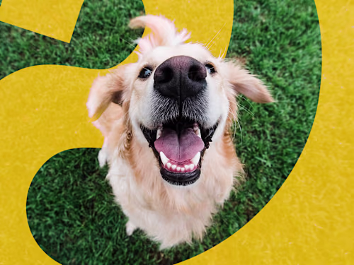 Brand Identity for WAGGIN' BITES