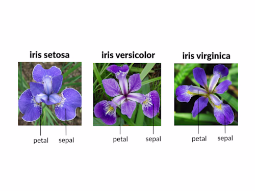 Iris-Flower Classification | Machine Learning
