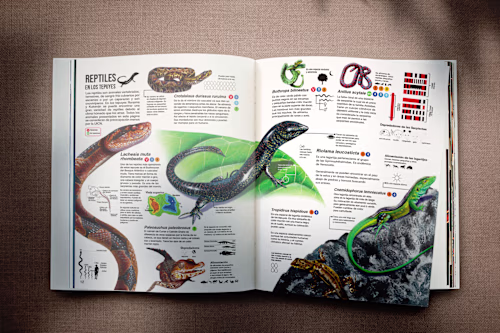 Illustrated Reptile Infographic