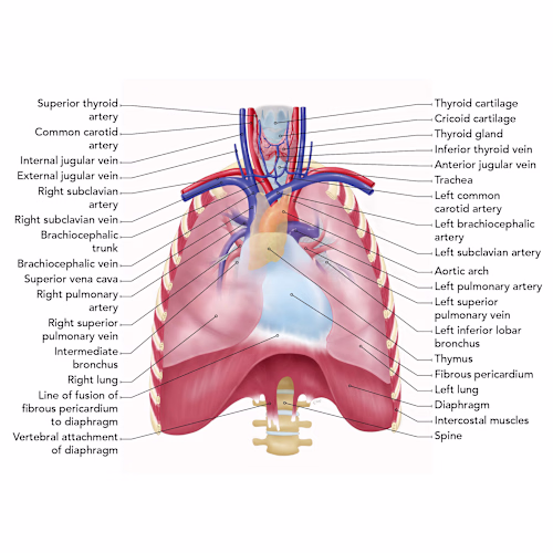 Medical Illustrations