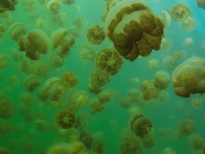 Travel Destinations no Passport Required